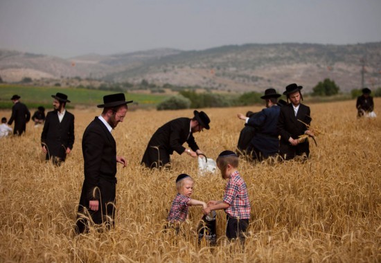 Сбор колосьев пшеницы – подготовка к празднику Шавуот.