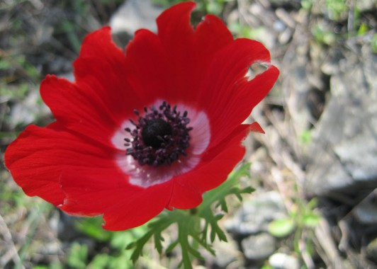 Красные Aнемоны цветут зимой в горах Израиля